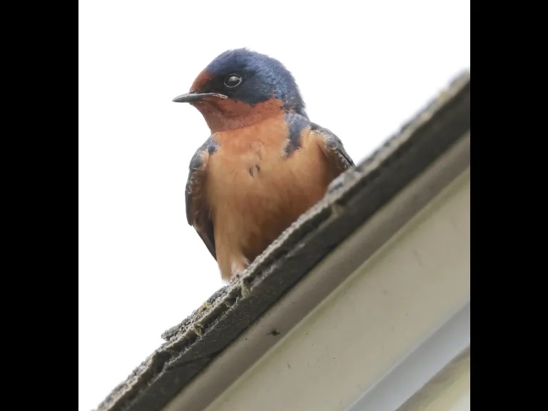 A barn swallow at Hopkinton State Park in Hopkinton, photographed by Steve Forman.