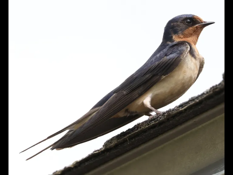A barn swallow at Hopkinton State Park in Hopkinton, photographed by Steve Forman.
