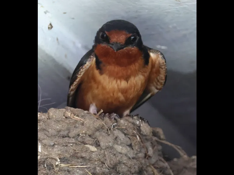 A barn swallow at Hopkinton State Park in Hopkinton, photographed by Steve Forman.