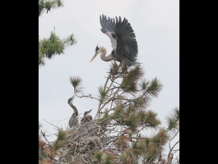 Great blue herons in Southborough, photographed by Steve Forman.