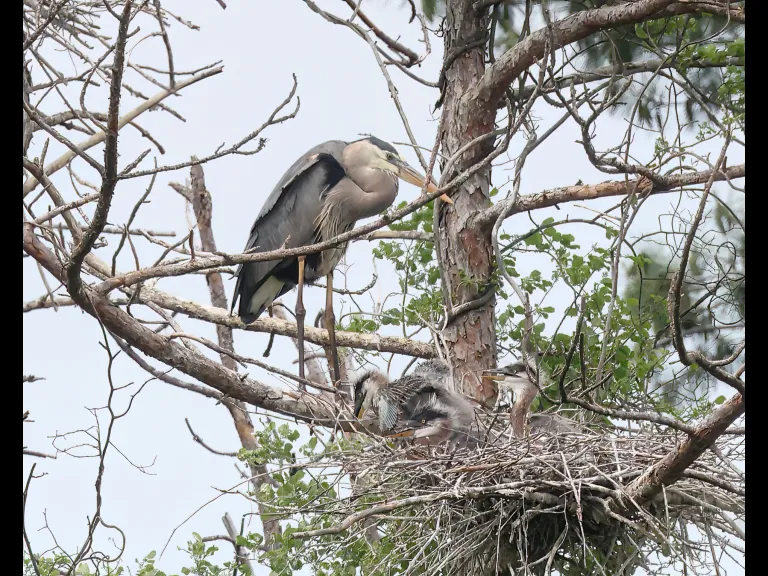 Great blue herons in Southborough, photographed by Steve Forman.