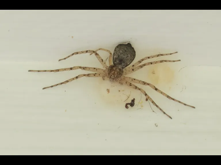 A running crab spider at Hopkinton State Park in Hopkinton, photographed by Steve Forman.