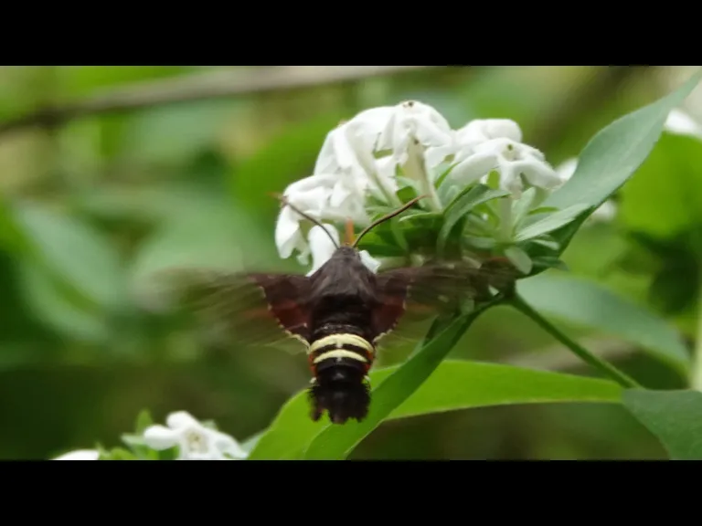 A Nessus sphinx moth in Lincoln, photographed by Ron McAdow.