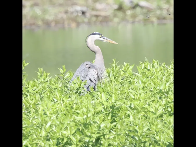 A great blue heron at Bartlett Pond in Northborough, photographed by Steve Forman.