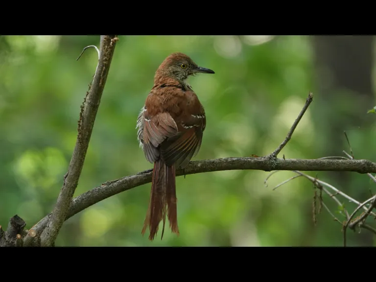 A brown thrasher in Lincoln, photographed by Ron McAdow.