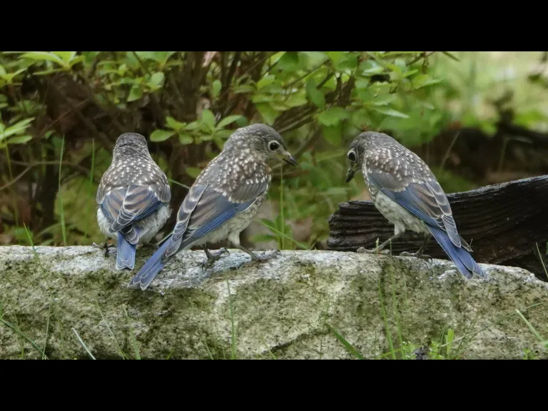 Eastern bluebirds in Lincoln, photographed by Ron McAdow.