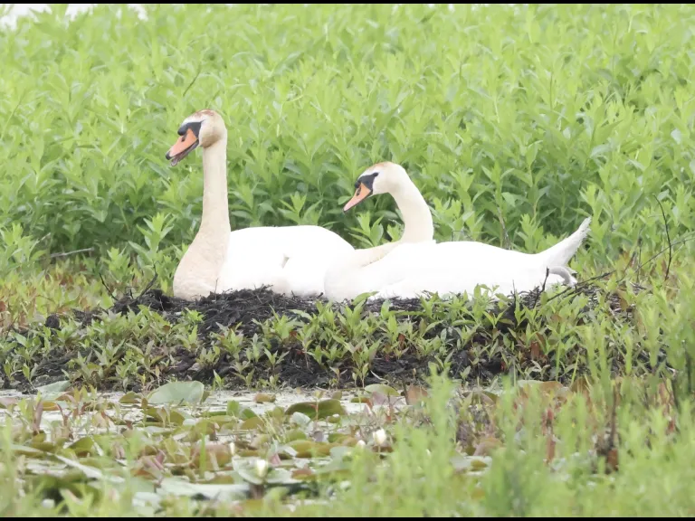 Mute swans at Bartlett Pond in Northborough, photographed by Steve Forman.