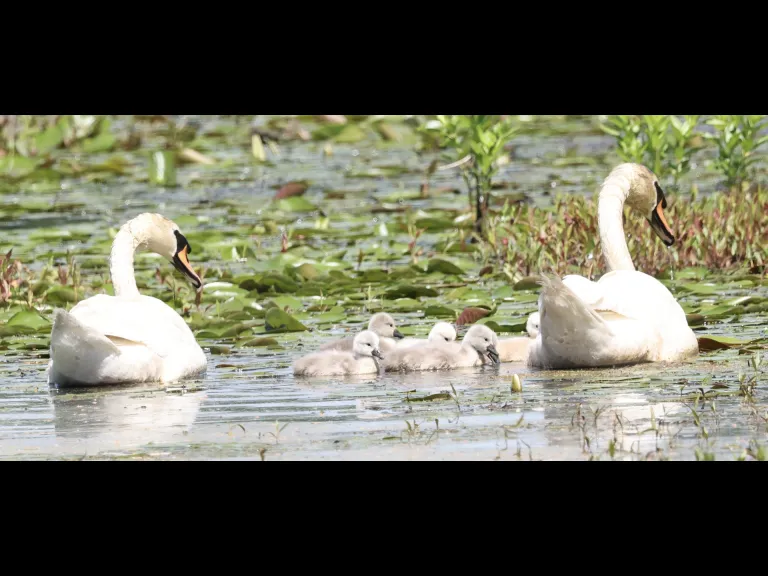 A family of mute swans at Bartlett Pond in Northborough, photographed by Steve Forman.