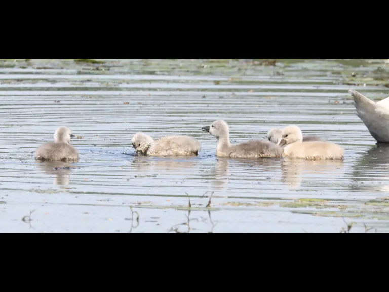 Mute swan cygnets at Bartlett Pond in Northborough, photographed by Steve Forman.