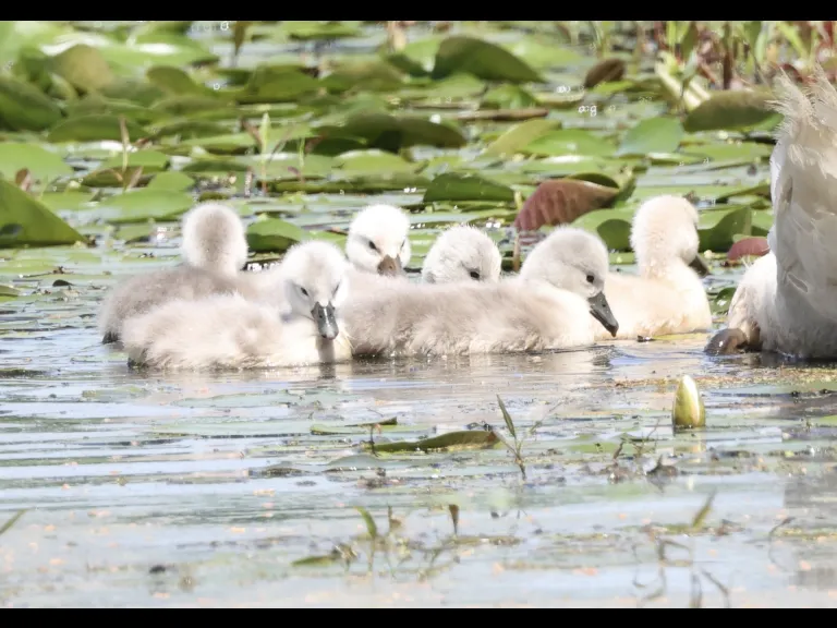 Mute swan cygnets at Bartlett Pond in Northborough, photographed by Steve Forman.