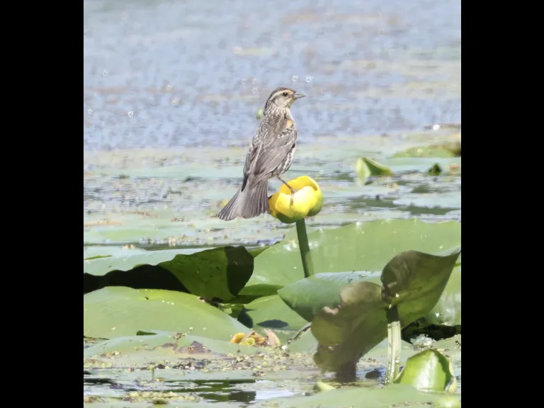 A red-winged blackbird at Bartlett Pond in Northborough, photographed by Steve Forman.