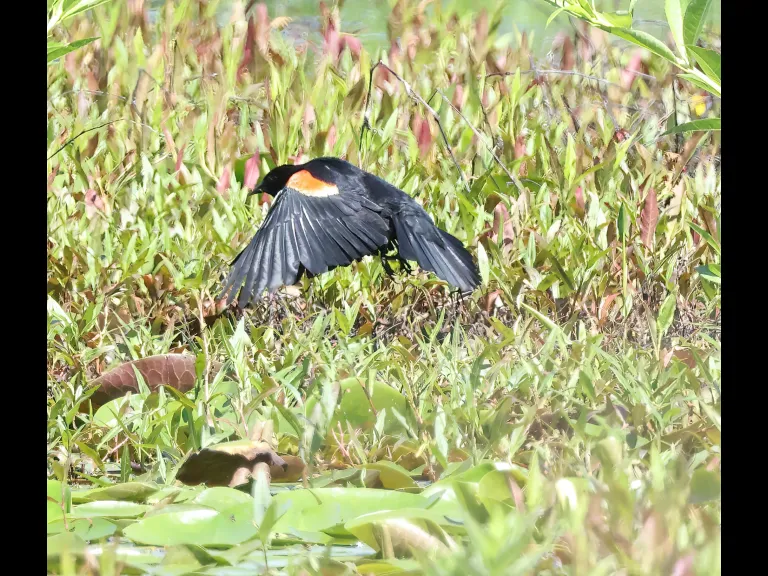 A red-winged blackbird at Bartlett Pond in Northborough, photographed by Steve Forman.