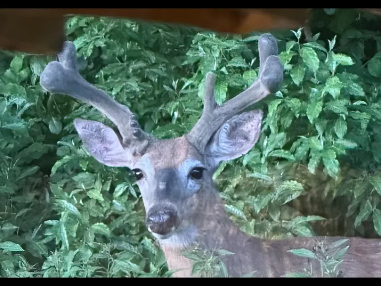 A white-tailed deer in Framingham, photographed by Steve Forman.