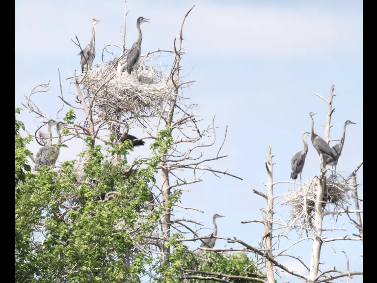 Great blue herons in Southborough, photographed by Steve Forman.