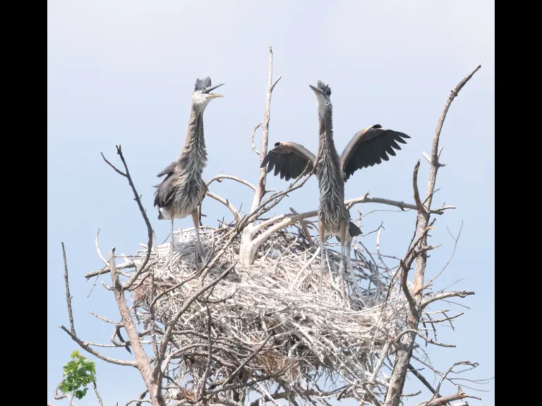 Great blue herons in Southborough, photographed by Steve Forman.