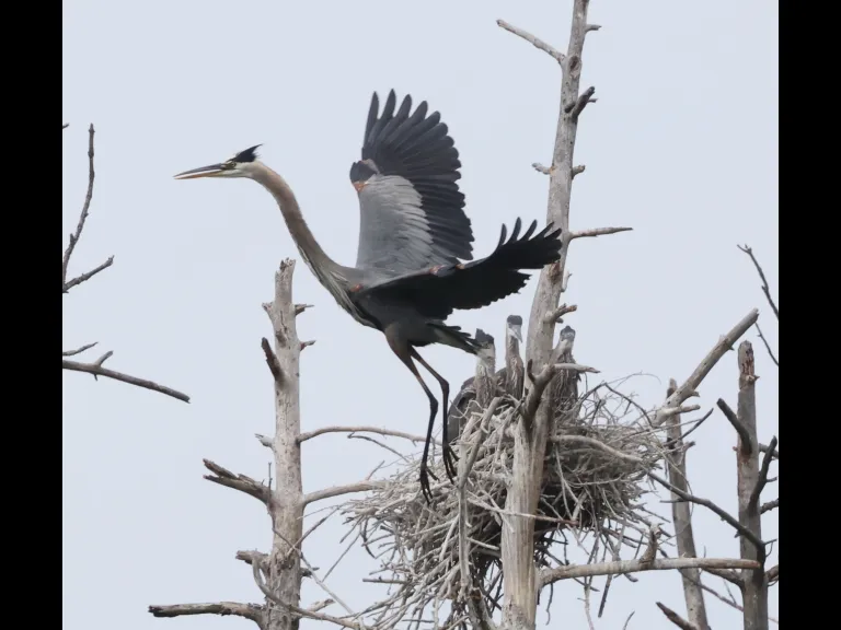 Great blue herons in Southborough, photographed by Steve Forman.