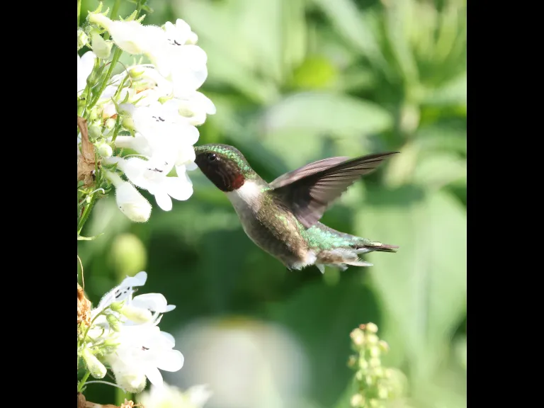 A ruby-throated hummingbird at Breakneck Hill Conservation Land in Southborough, photographed by Steve Forman.