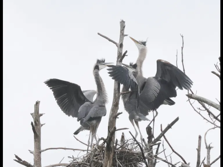 Great blue herons in Southborough, photographed by Steve Forman.