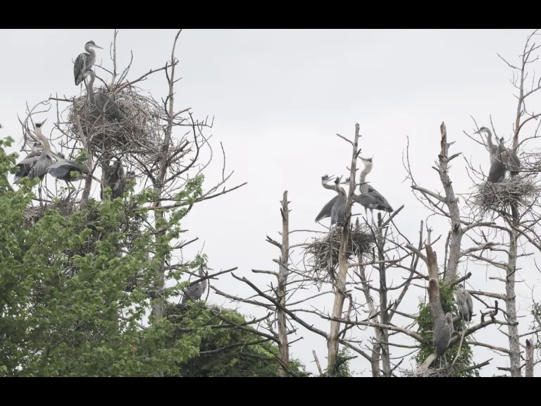 Great blue herons in Southborough, photographed by Steve Forman.