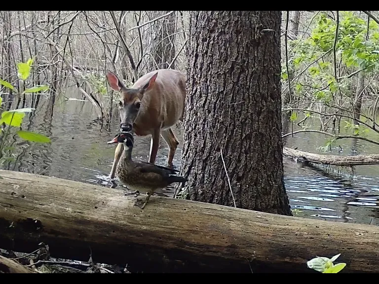 A white-tailed deer and a wood duck in Framingham, photographed with an automatically triggered wildlife camera by Margaret McKane.