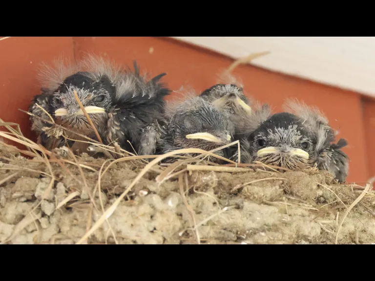 Barn swallow nestlings at Hopkinton State Park in Hopkinton, photographed by Steve Forman.