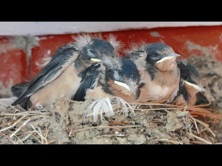 Barn swallow nestlings at Hopkinton State Park in Hopkinton, photographed by Steve Forman.