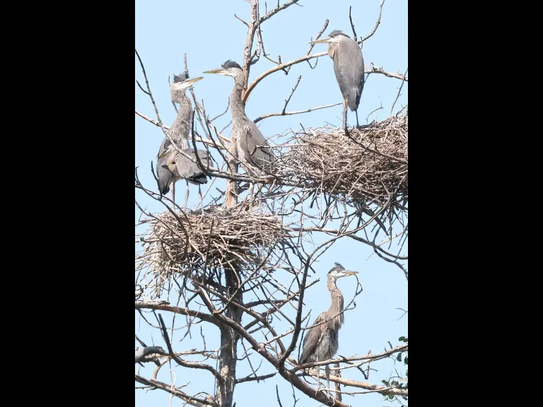 Great blue herons in Southborough, photographed by Steve Forman.