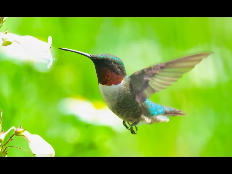 A ruby-throated hummingbird at Breakneck Hill Conservation Land in Southborough, photographed by Steve Forman.