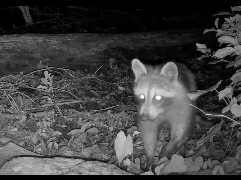 A raccoon in Framingham, photographed with an automatically triggered wildlife camera by Margaret McKane.