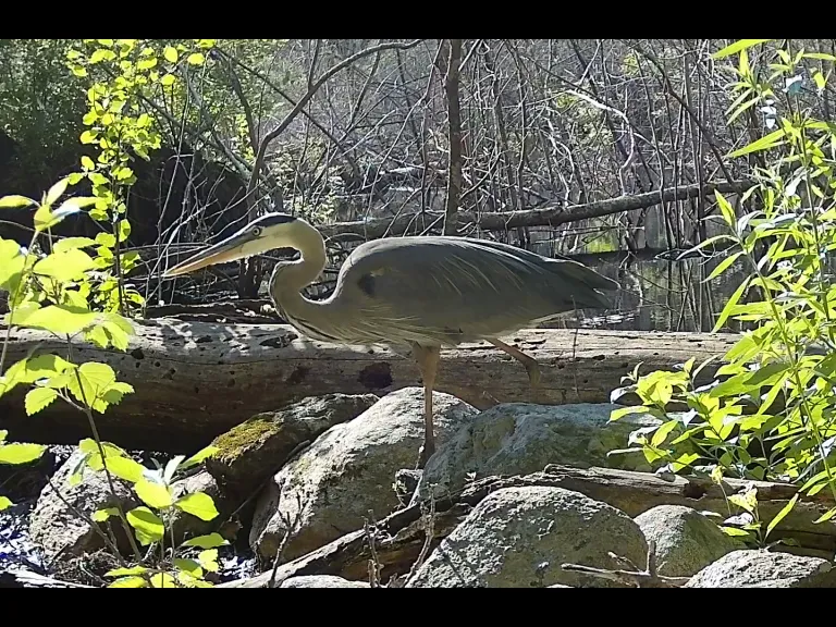 A great blue heron in Framingham, photographed with an automatically triggered wildlife camera by Margaret McKane.
