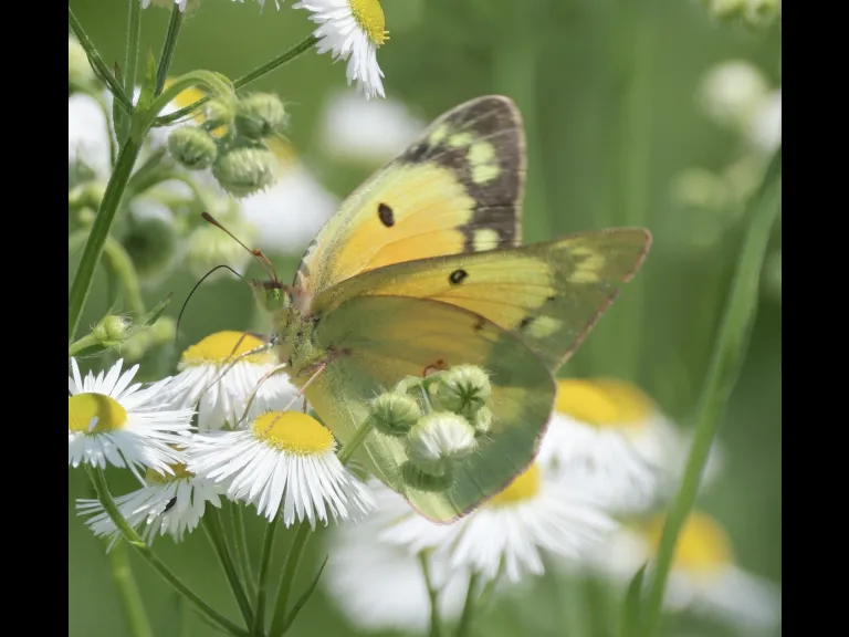 An orange sulphur at Breakneck Hill Conservation Land in Southborough, photographed by Steve Forman.
