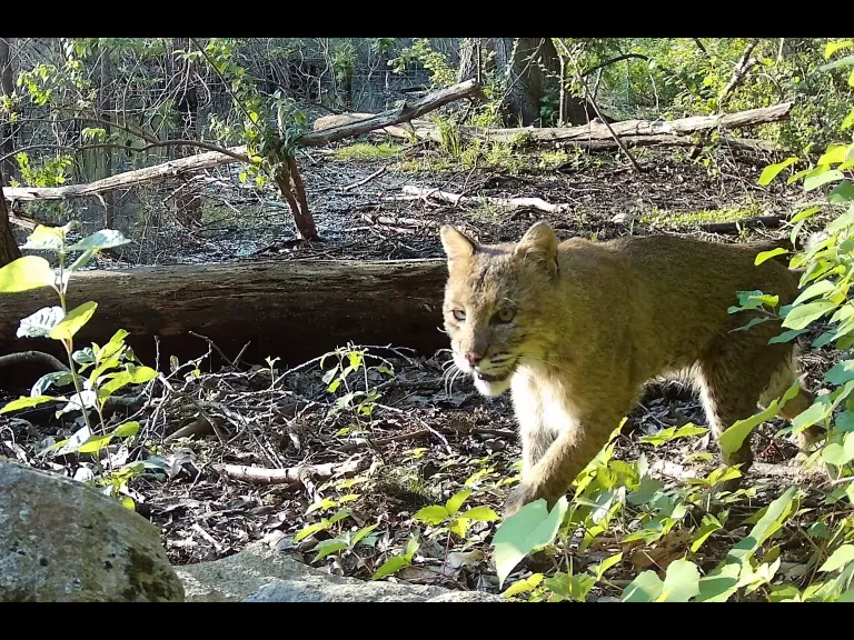A bobcat in Framingham, photographed with an automatically triggered wildlife camera by Margaret McKane.