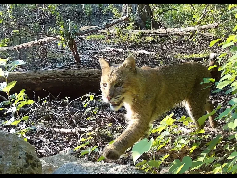 A bobcat in Framingham, photographed with an automatically triggered wildlife camera by Margaret McKane.