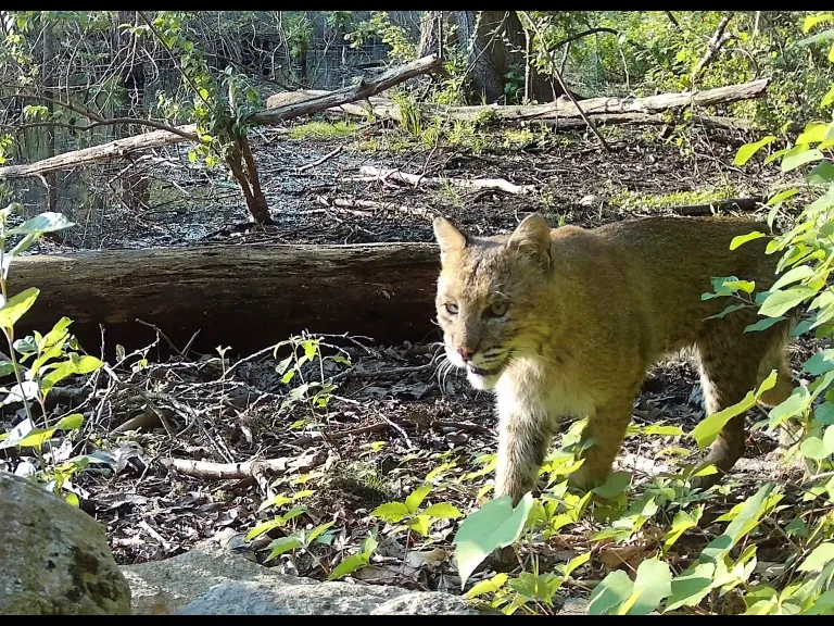 A bobcat in Framingham, photographed with an automatically triggered wildlife camera by Margaret McKane.