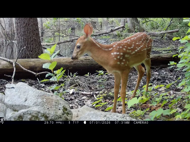 A white-tailed deer fawn in Framingham, photographed with an automatically triggered wildlife camera by Margaret McKane.