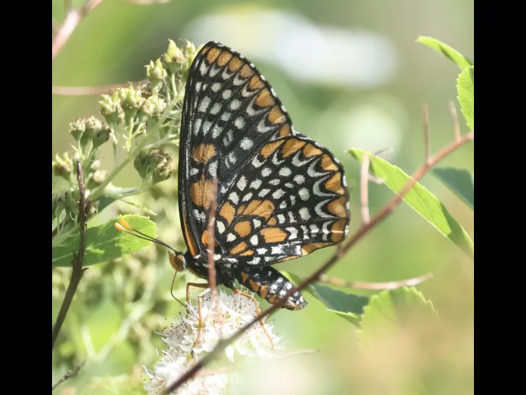 A Baltimore checkerspot at Breakneck Hill Conservation Land in Southborough, photographed by Steve Forman.