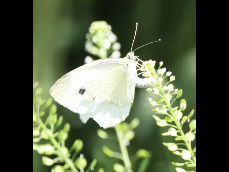 A cabbage white at Breakneck Hill Conservation Land in Southborough, photographed by Steve Forman.