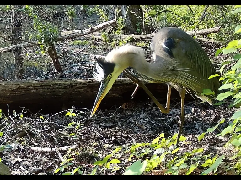 A great blue heron in Framingham, photographed with an automatically triggered wildlife camera by Margaret McKane.