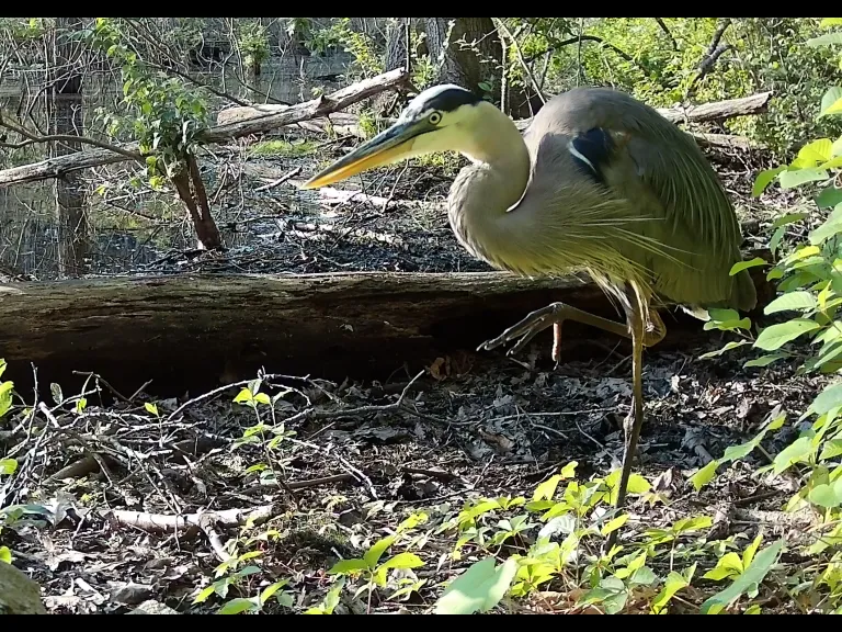 A great blue heron in Framingham, photographed with an automatically triggered wildlife camera by Margaret McKane.