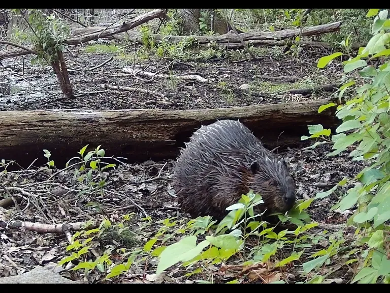 A Beaver in Framingham, photographed with an automatically triggered wildlife camera by Margaret McKane.