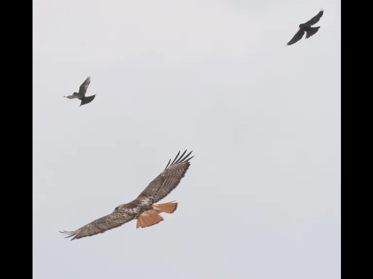 A red-tailed hawk being mobbed by smaller birds at Breakneck Hill Conservation Land in Southborough, photographed by Steve Forman.