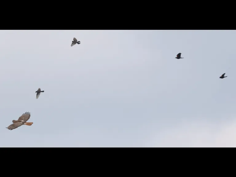 A red-tailed hawk being mobbed by smaller birds at Breakneck Hill Conservation Land in Southborough, photographed by Steve Forman.