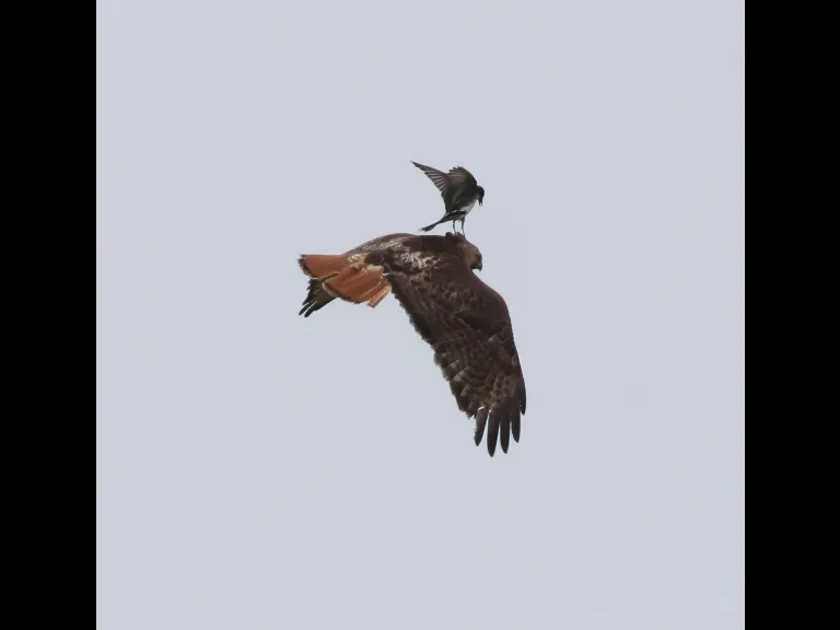 A red-tailed hawk being mobbed by smaller birds at Breakneck Hill Conservation Land in Southborough, photographed by Steve Forman.