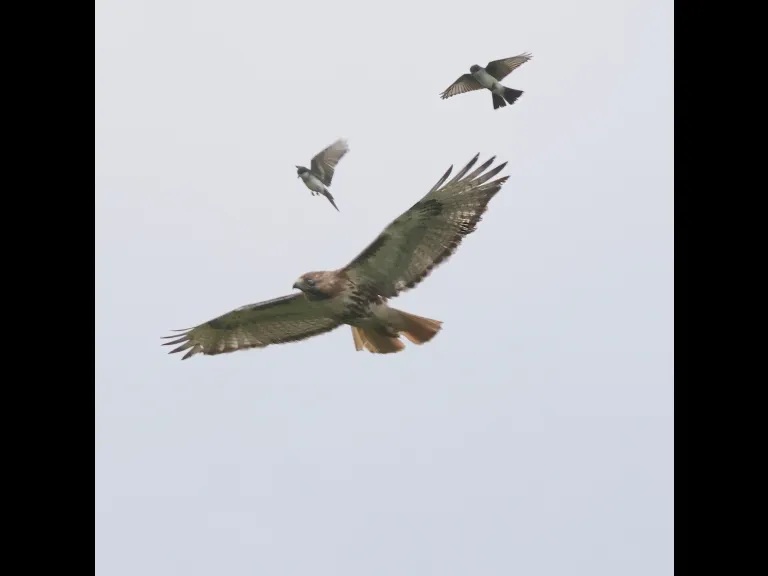 A red-tailed hawk being mobbed by smaller birds at Breakneck Hill Conservation Land in Southborough, photographed by Steve Forman.