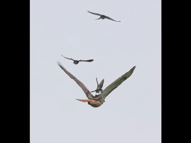 A red-tailed hawk being mobbed by smaller birds at Breakneck Hill Conservation Land in Southborough, photographed by Steve Forman.
