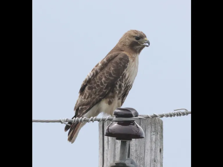 A red-tailed hawk at Breakneck Hill Conservation Land in Southborough, photographed by Steve Forman.