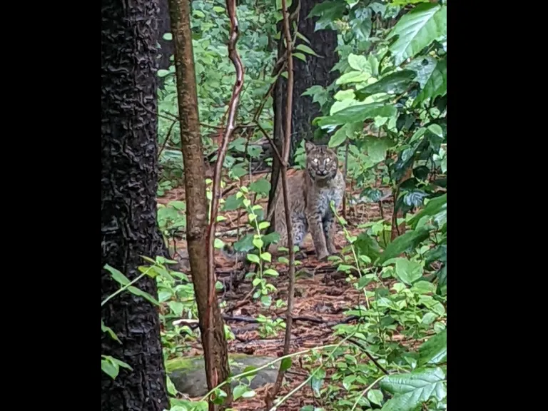 A Bobcat in Stow, photographed by Drew Simmons.