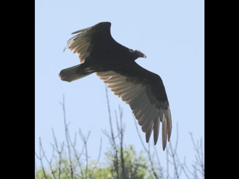 A turkey vulture at Breakneck Hill Conservation Land in Southborough, photographed by Steve Forman.