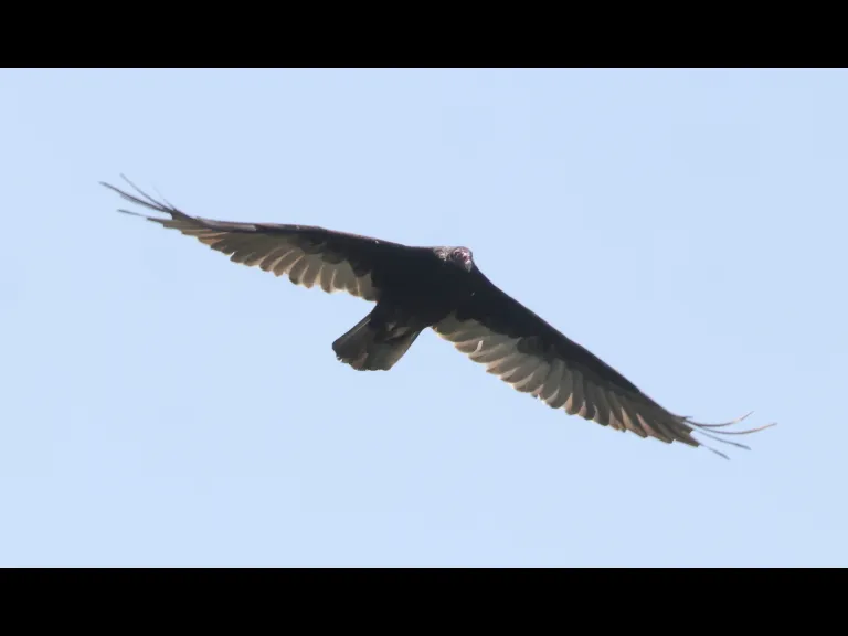A turkey vulture at Breakneck Hill Conservation Land in Southborough, photographed by Steve Forman.