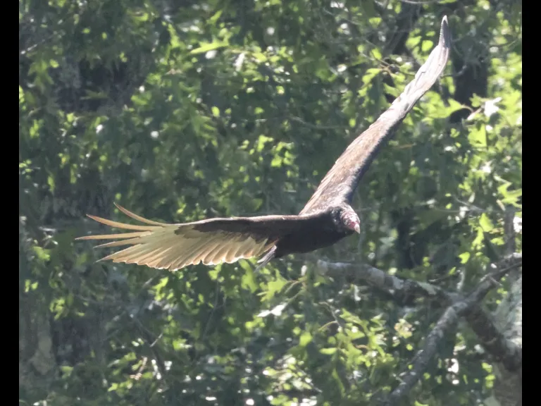A turkey vulture at Breakneck Hill Conservation Land in Southborough, photographed by Steve Forman.
